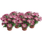 Chrysanthemums 'Rainbow Carousel' - Purple-White, set of 4