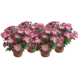Chrysanthemen 'Rainbow Carousel' - Lila-weiss, 4er-Set - 1 Set