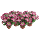 Chrysanthemen 'Rainbow Carousel' - Lila-weiss, 4er-Set