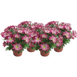Chrysanthemen 'Rainbow Carousel' - Lila-weiss, 4er-Set - 1 Set