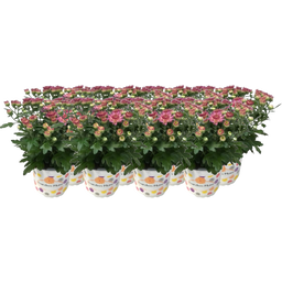 bloomling Crisantemos Ø 10,5 cm, Lote de 8 - Rosa