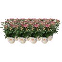 bloomling Crisantemi Ø 10,5 cm, Set da 8 - Rosa
