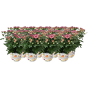 Pfitzer Chrysanthemen Ø 10,5 cm, 8er-Set - Rosa