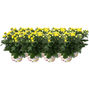 Pfitzer Chrysanthemen Ø 10,5 cm, 8er-Set - Gelb