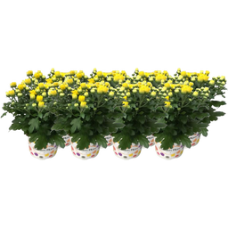 Pfitzer Chrysanthemen Ø 10,5 cm, 8er-Set - Gelb