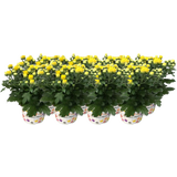 bloomling Chrysanthemums Ø 10.5 cm, set of 8
