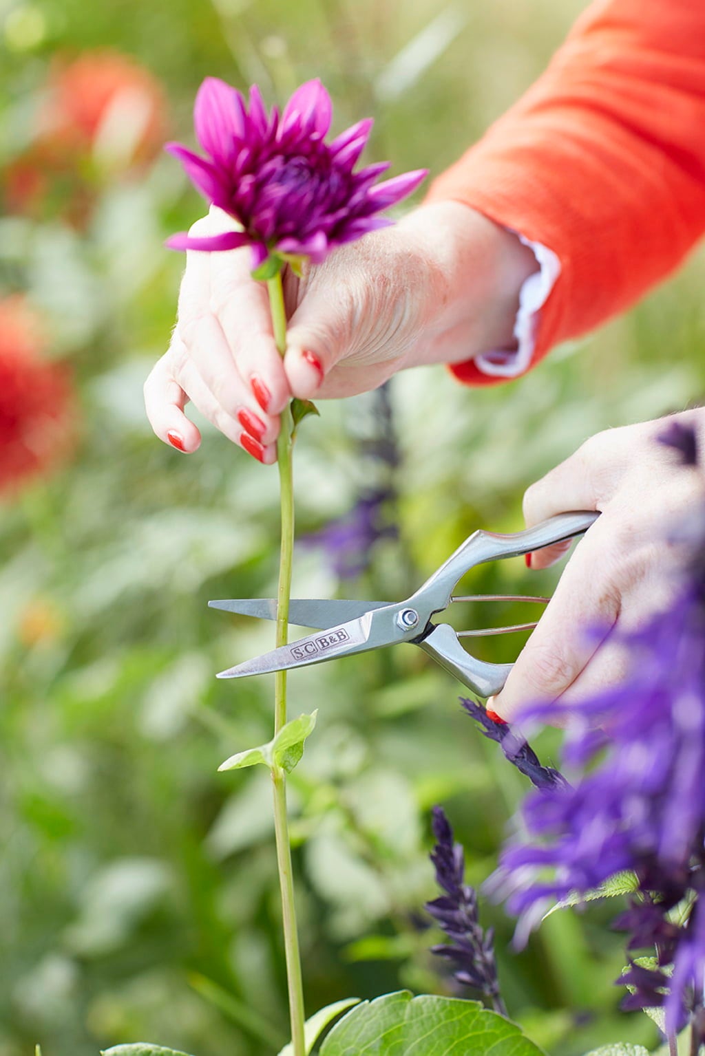 Burgon & Ball Sophie Conran Precision Secateurs - 1 item