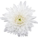 Pfitzer Chrysantheme 'Zembla Next White' - Weiß