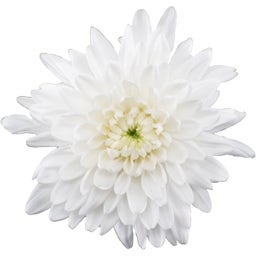 Pfitzer Chrysantheme 'Zembla Next White' - Weiß