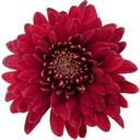 Pfitzer Chrysantheme 'Zembla Next Red' - Rot