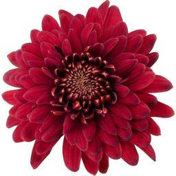 Pfitzer Chrysantheme 'Zembla Next Red' - Rot