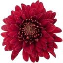 bloomling Crisantemo 'Zembla Next Red' - Rojo