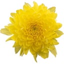 Pfitzer Chrysantheme 'Zembla Next Yellow' - Gelb