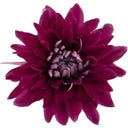 Pfitzer Chrysantheme 'Zembla Next Purple' - Lila