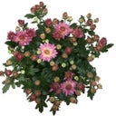 Pfitzer Chrysanthemen Ø 10,5 cm, 8er-Set - Rosa