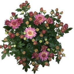 Pfitzer Chrysanthemen Ø 10,5 cm, 8er-Set - Rosa