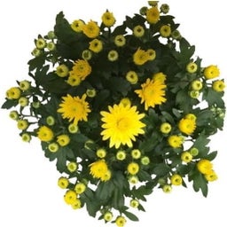 Pfitzer Chrysanthemen Ø 10,5 cm, 8er-Set - Gelb