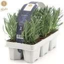 Pfitzer Lavendel, Ballen-Ø ca. 7 cm im Tray