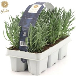 Pfitzer Lavendel, Ballen-Ø ca. 7 cm im Tray