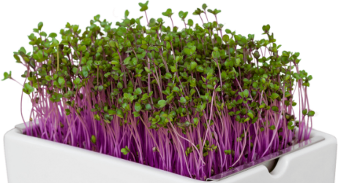 Microgreens - malý zelený zázrak