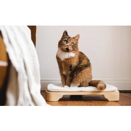 Denk Keramik Katzenbett 