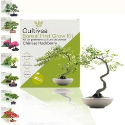 Cultivea Bonsai-Set 