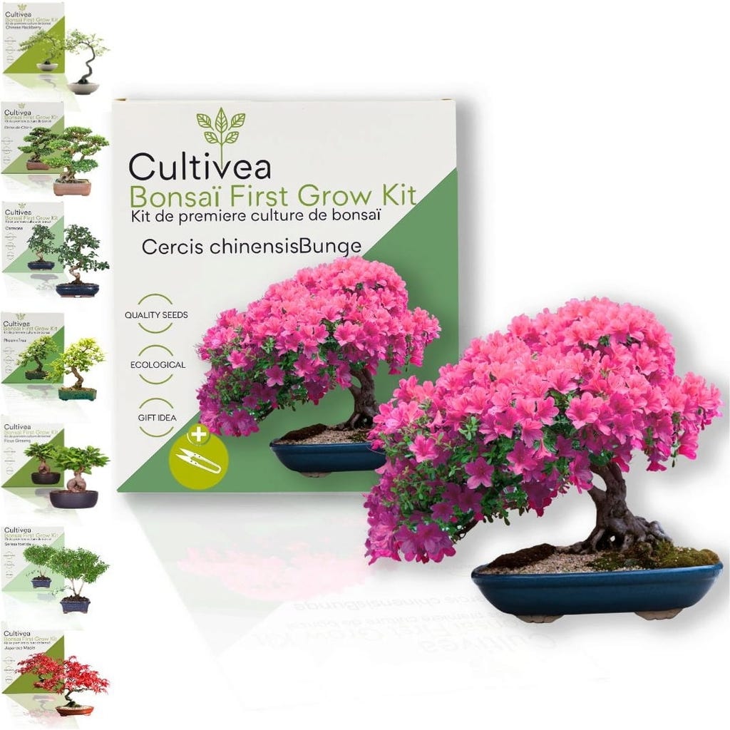 bonsai wuppertal Bonsai Forest Combo deal! - 5-year-old indoor Bonsai main image 1