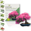 Cultivea Bonsai-Set 