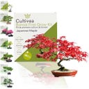 Cultivea Bonsai-Set 