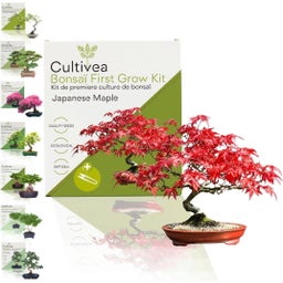 Cultivea Bonsai-Set 