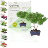 Cultivea Bonsai-Set "Serissa Foetida"