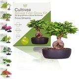 Cultivea Bonsai-Set "Ficus Ginseng"