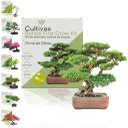 Cultivea Set Bonsai - Orma de Chine - 1 set