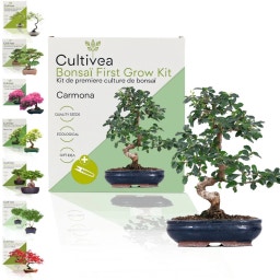 Cultivea Bonsai-Set 