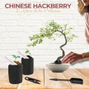 Cultivea Bonsai-Set 