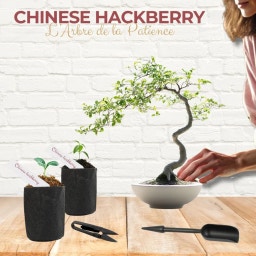 Cultivea Bonsai-Set 