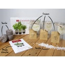 Ready to grow-Set Kräuter (Minze, Koriander, Thymian)