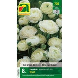 AUSTROSAAT Ranunculus White 8 / +