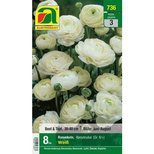 AUSTROSAAT Ranunculus White 8 / + - 8 Bulbs