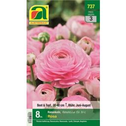 AUSTROSAAT Ranunculus - Pink Gr.8/+