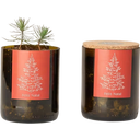 Bottle Garden Christmas Tree