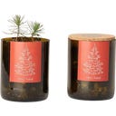 Life in a bag Bottle Garden Christmas Tree - 1 item