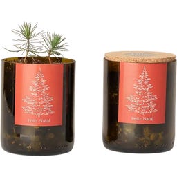 Life in a bag Bottle Garden Christmas Tree - 1 item