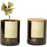 Life in a bag Bottle Garden Lucky Clover