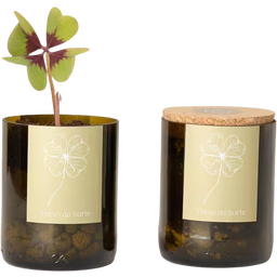 Life in a bag Bottle Garden Lucky Clover - 1 item