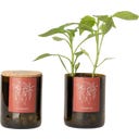 Bottle Garden Chili