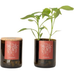 Life in a bag Bottle Garden Piment - 1 pcs