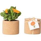 Life in a bag Grow Cork - Calendula