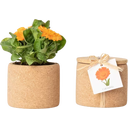 Life in a bag Grow Cork - Calendula