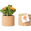 Life in a bag Grow Cork Calêndula